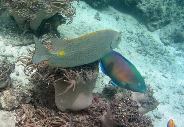 Unterwasserwelt, Lankayan/Kapalai