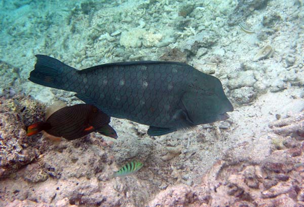 Unterwasserwelt, Lankayan/Kapalai