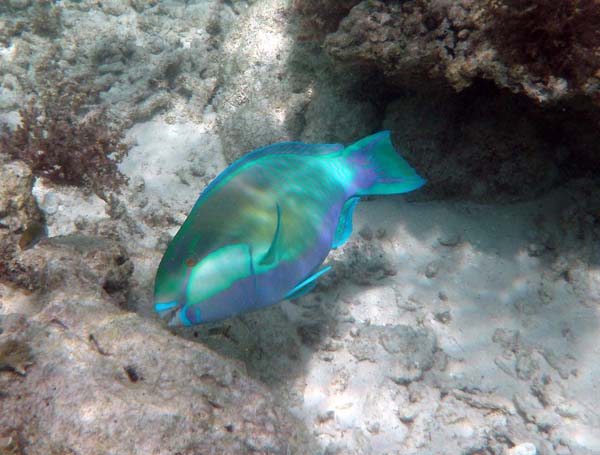 Unterwasserwelt, Lankayan/Kapalai