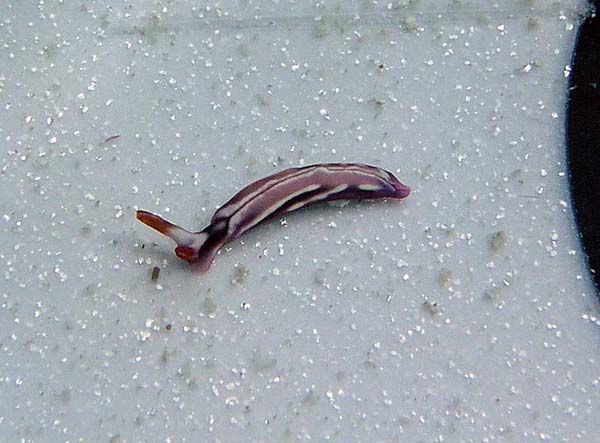 Unterwasserwelt, Lankayan/Kapalai