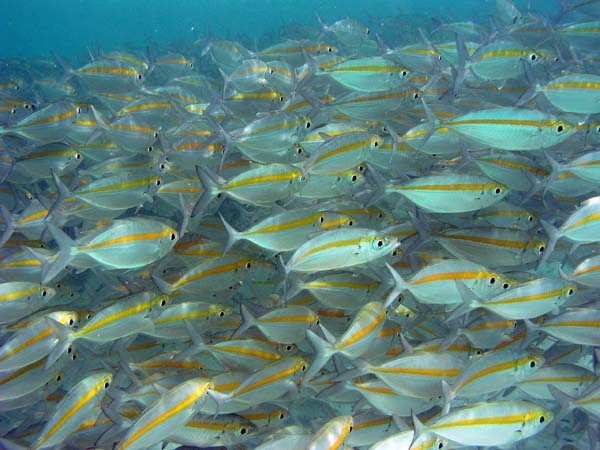 Unterwasserwelt, Lankayan/Kapalai