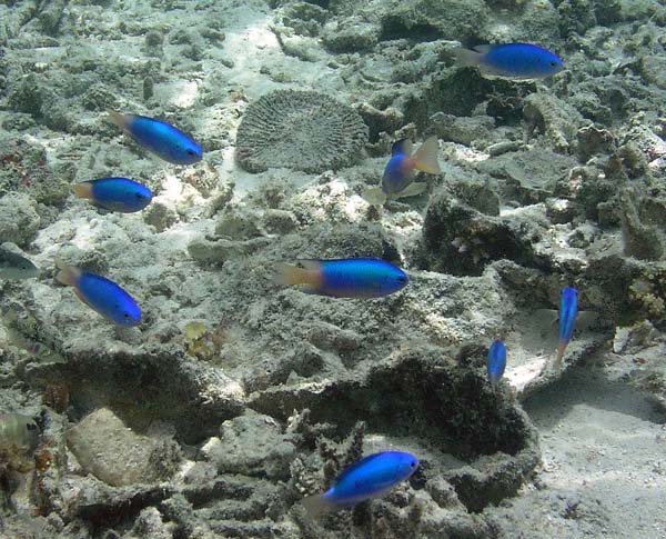 Unterwasserwelt, Lankayan/Kapalai