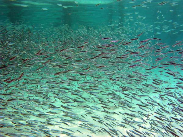 Unterwasserwelt, Lankayan/Kapalai