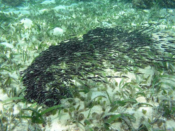 Unterwasserwelt, Lankayan/Kapalai