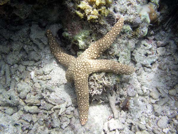 Unterwasserwelt, Lankayan/Kapalai