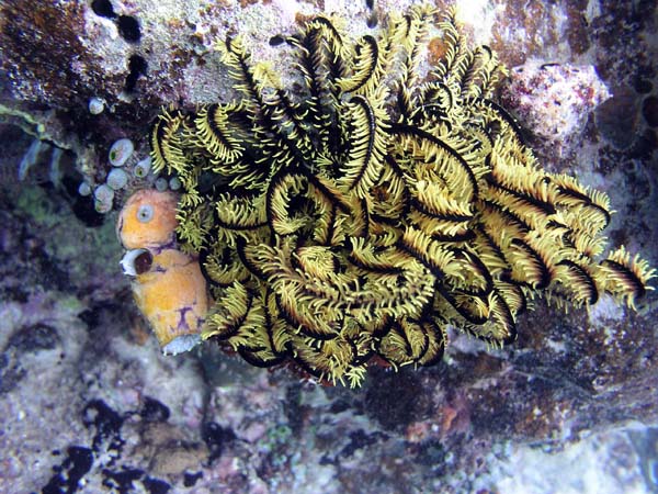 Unterwasserwelt, Lankayan/Kapalai