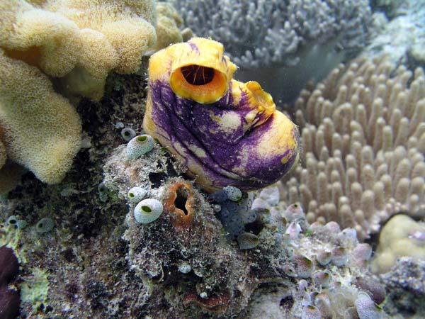 Unterwasserwelt, Lankayan/Kapalai