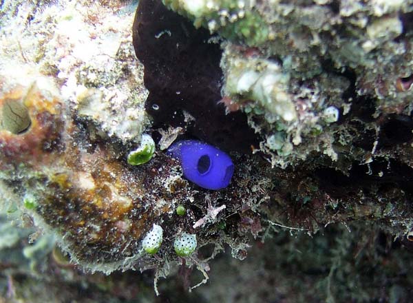 Unterwasserwelt, Lankayan/Kapalai