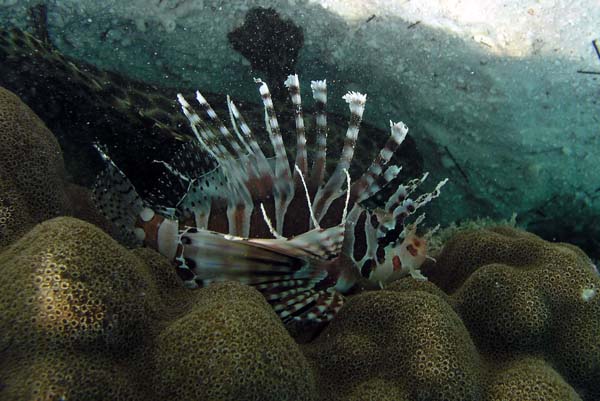 Unterwasserwelt, Lankayan/Kapalai