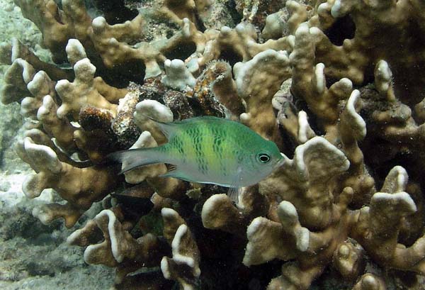 Unterwasserwelt, Lankayan/Kapalai