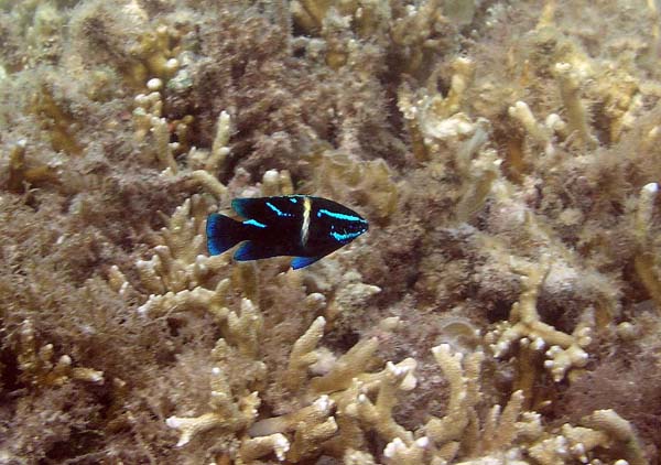 Unterwasserwelt, Lankayan/Kapalai