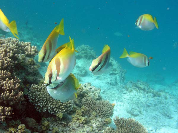 Unterwasserwelt, Lankayan/Kapalai