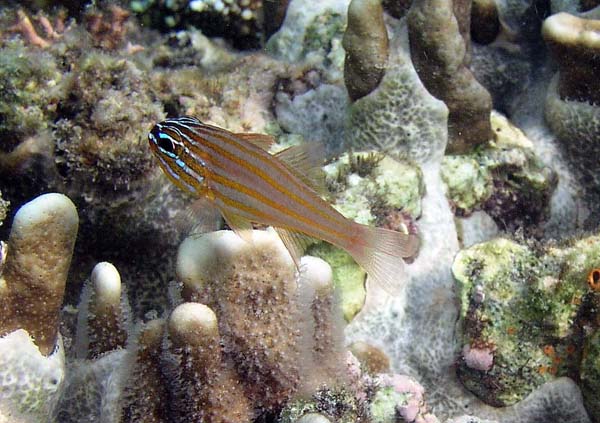 Unterwasserwelt, Lankayan/Kapalai