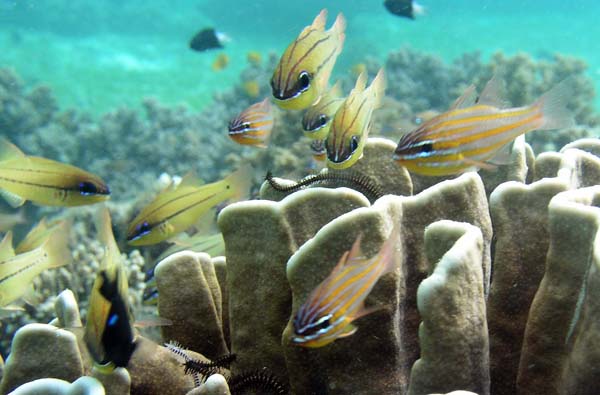 Unterwasserwelt, Lankayan/Kapalai