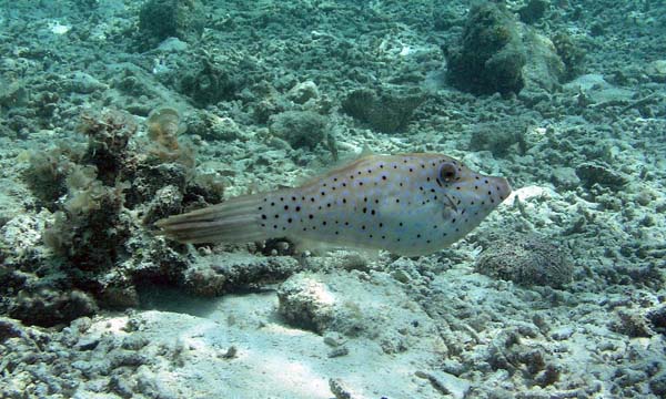 Unterwasserwelt, Lankayan/Kapalai