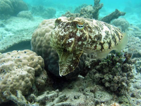 Unterwasserwelt, Lankayan/Kapalai