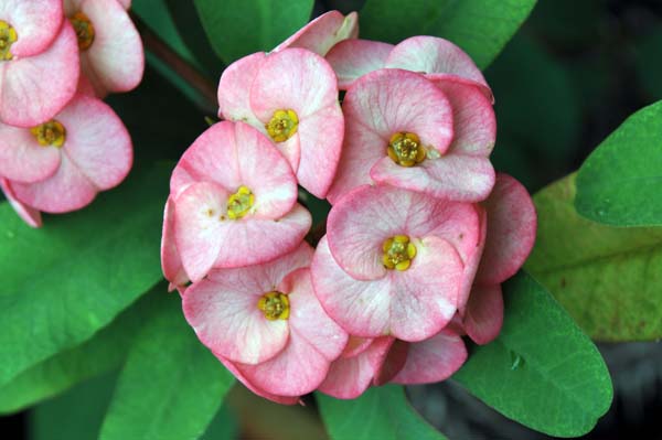 Kapalai Water Village