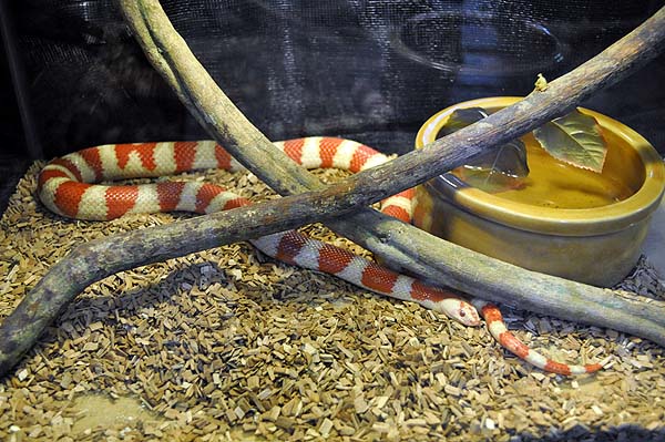 KL, Fernsehturm und Mini-Zoo