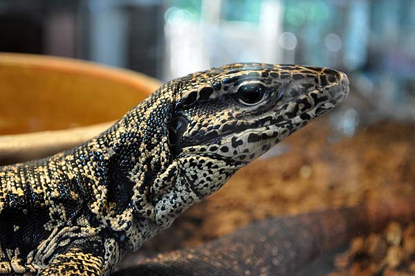 KL, Fernsehturm und Mini-Zoo