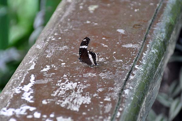 KL, Schmetterlingspark