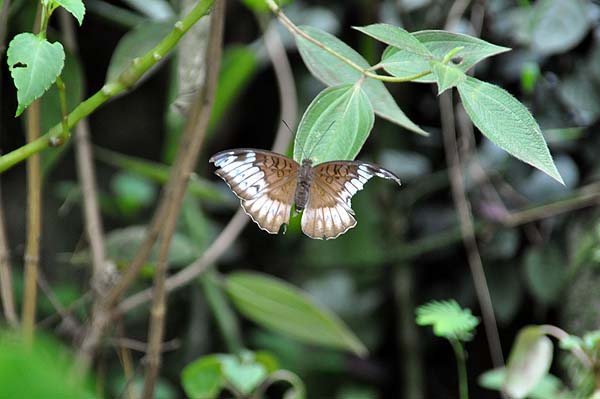 KL, Schmetterlingspark