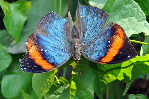 KL, Schmetterlingspark