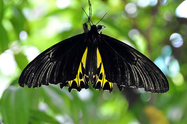 KL, Schmetterlingspark