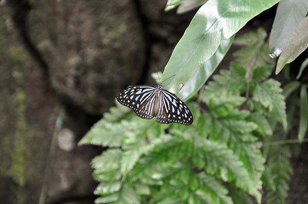 KL, Schmetterlingspark