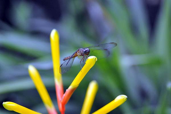 KL, Schmetterlingspark