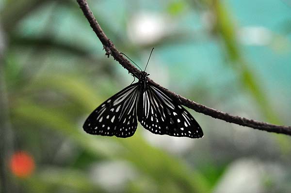 KL, Schmetterlingspark