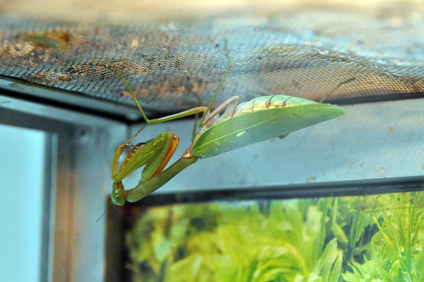 KL, Schmetterlingspark