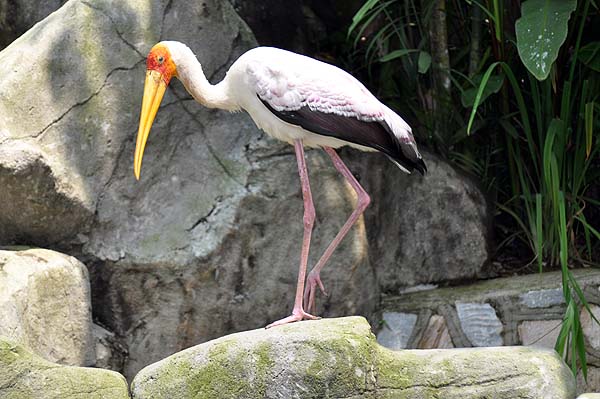 KL, Vogelpark