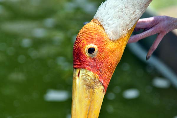 KL, Vogelpark