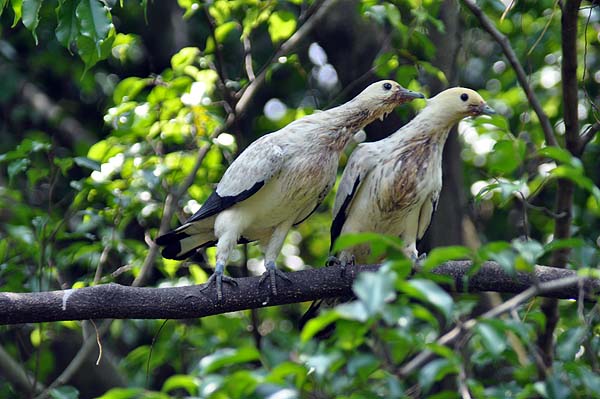 KL, Vogelpark