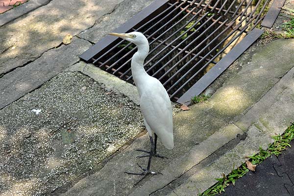 KL, Vogelpark