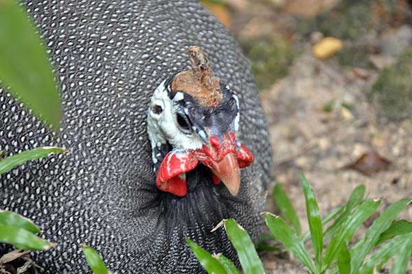 KL, Vogelpark