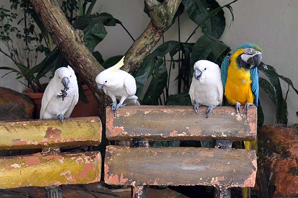 KL, Vogelpark