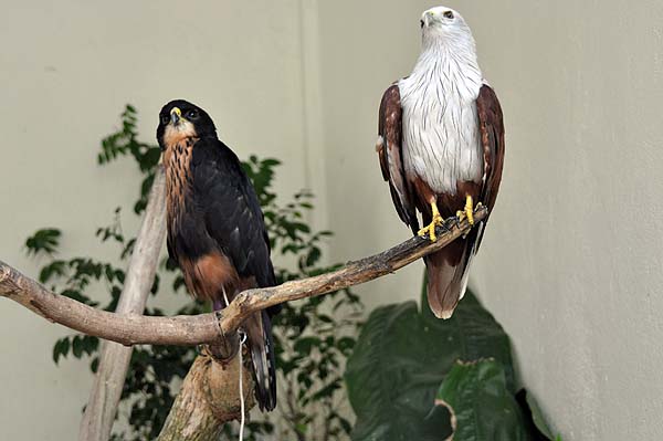 KL, Vogelpark