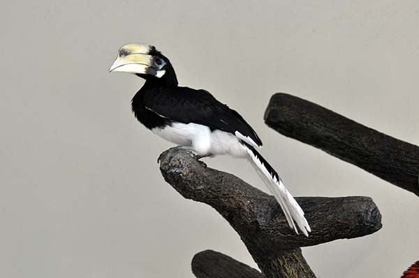 KL, Vogelpark