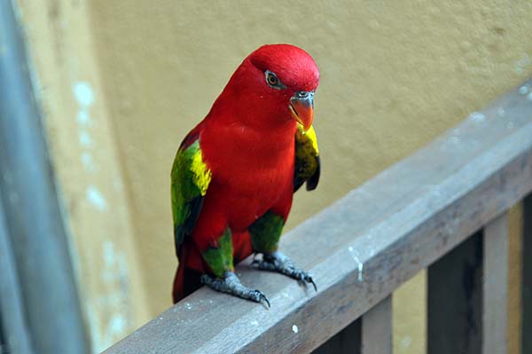 KL, Vogelpark