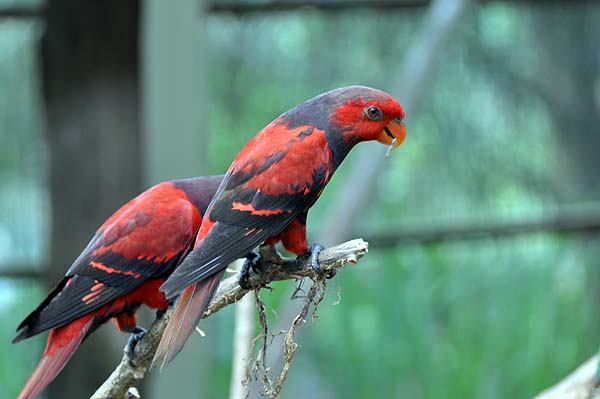 KL, Vogelpark