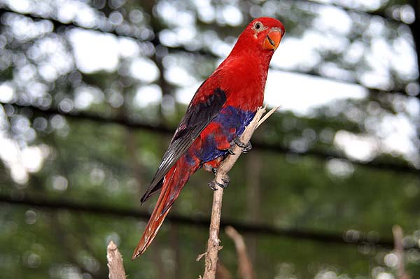 KL, Vogelpark