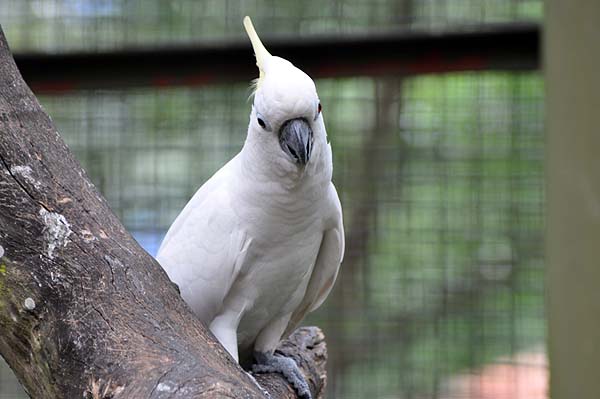 KL, Vogelpark