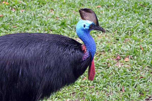 KL, Vogelpark