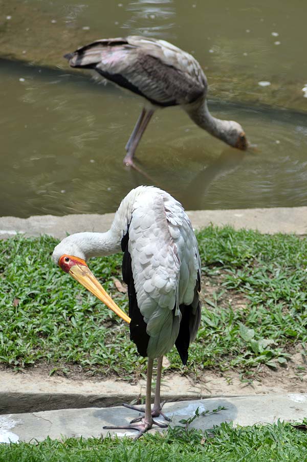 KL, Vogelpark