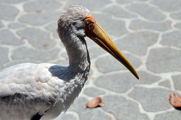 KL, Vogelpark