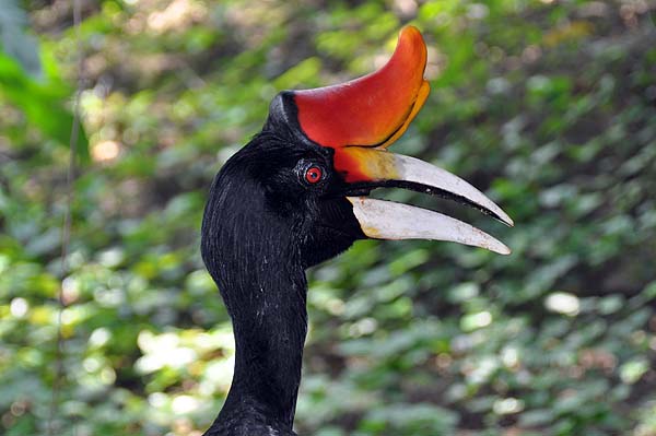 KL, Vogelpark