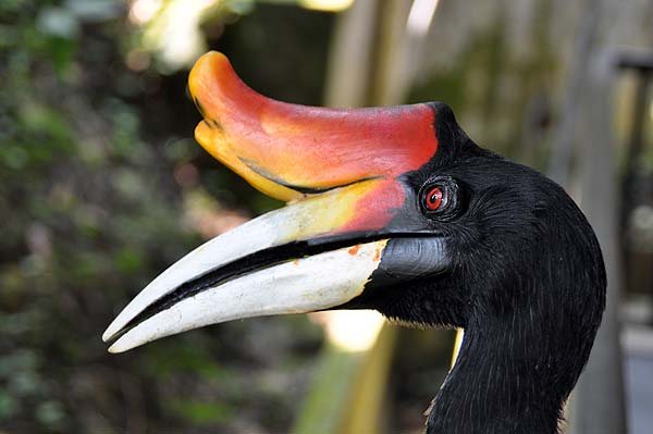 KL, Vogelpark