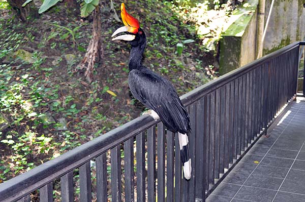 KL, Vogelpark