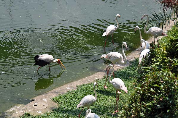 KL, Vogelpark